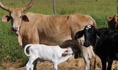 Regiões agrícolas brasileiras puxam crescimento do PIB