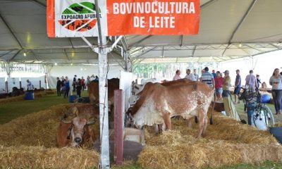 Gir Leiteiro e Indubrasil participam da ExpoAgro Afubra no RS