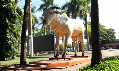 Museu do Zebu recebe doação de taxidermia de touro Karvadi